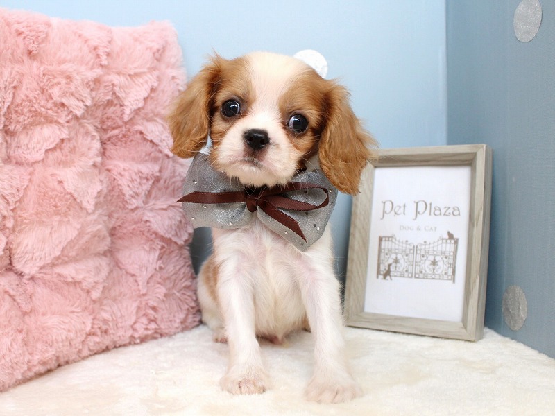 キャバリアキングチャールズスパニエル26-0874