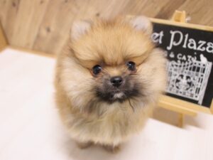 ふわふわ可愛いポメラニアン兄妹が仲間入りしました♡