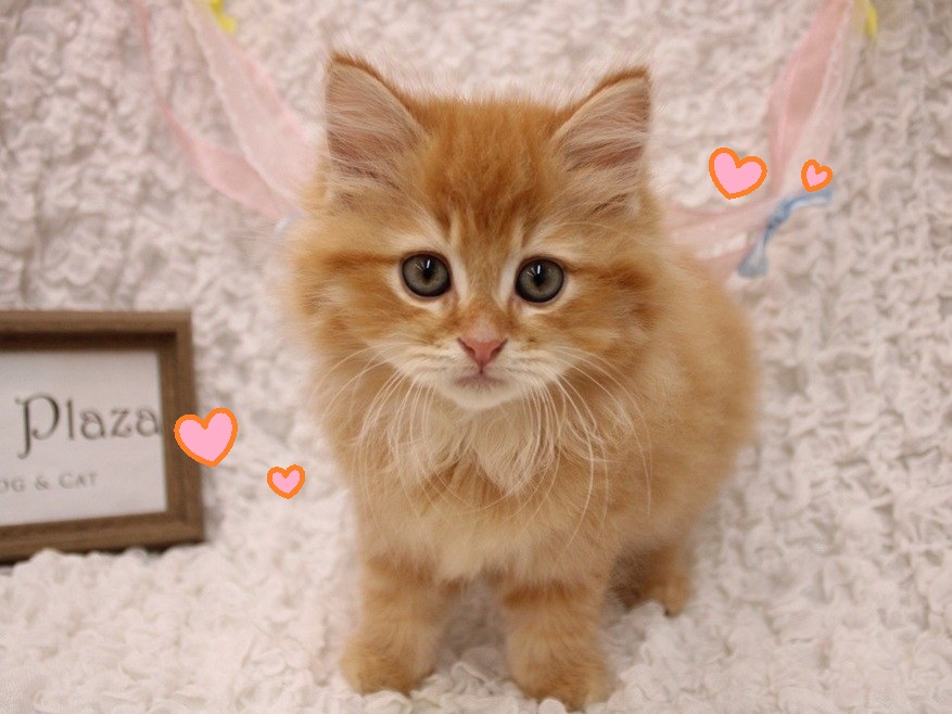 みんなが可愛い代表ニャンコ😸💘