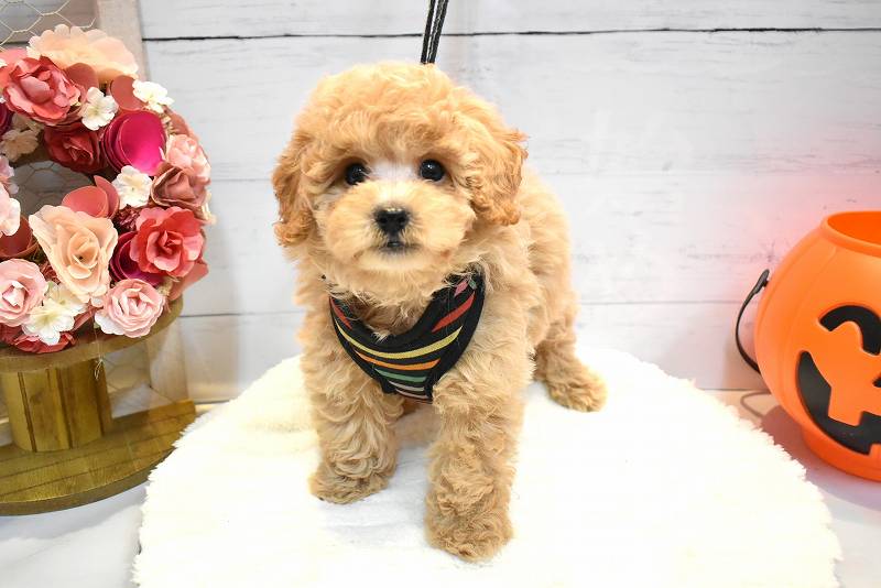 トイプードル26-1013