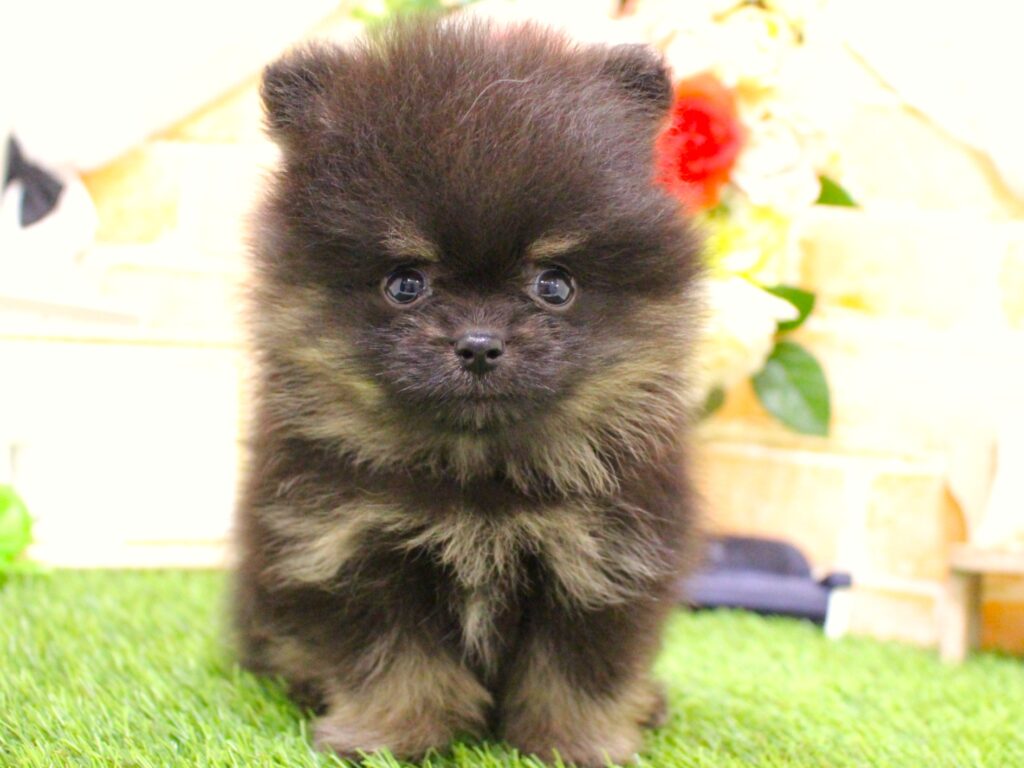 もふもふくん(*´ω｀*)