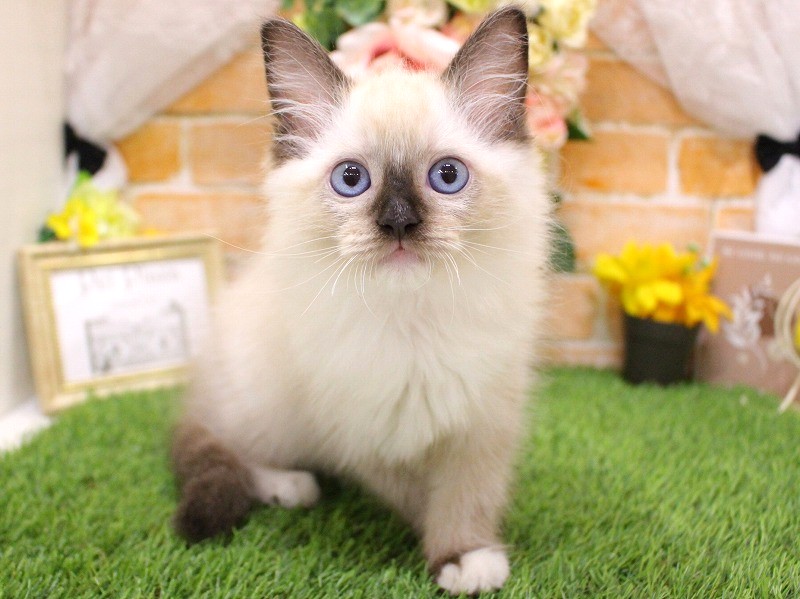 ラグドール26-0988