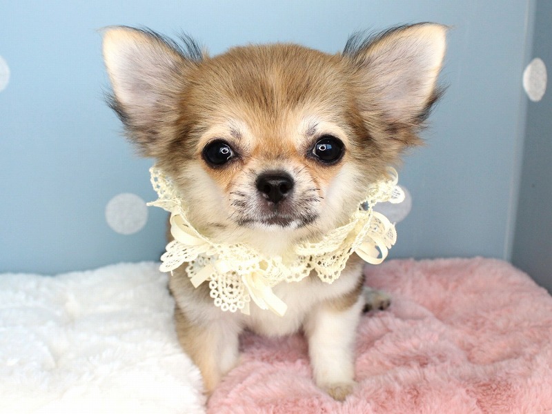 🌟　Chihuahua　Time　⏱