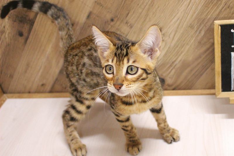 サバンナキャット26-1074