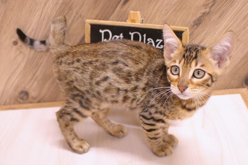 サバンナキャット26-1074