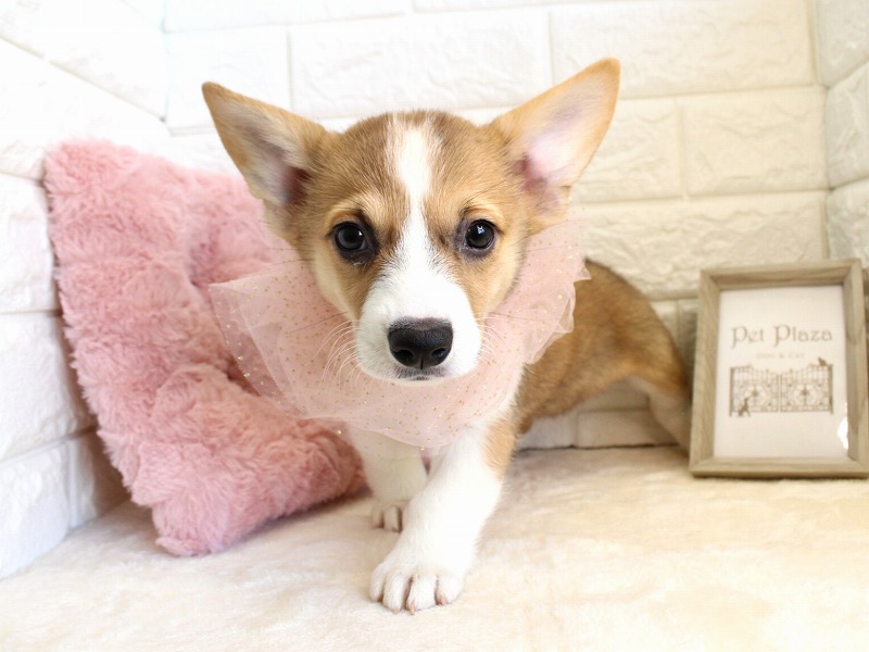 ウェルシュコーギーペンブローク26-1070